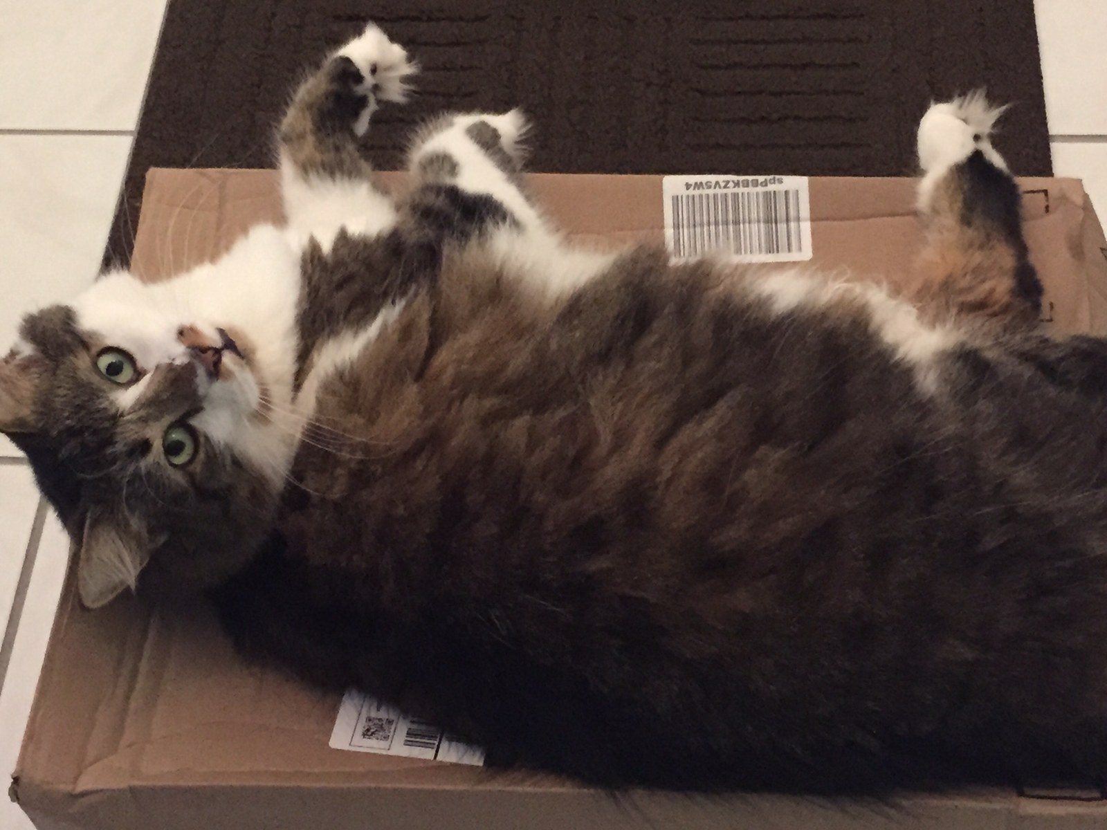 Simba Loves Boxes. Any Boxes