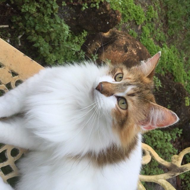 Scampi Loves Outside
