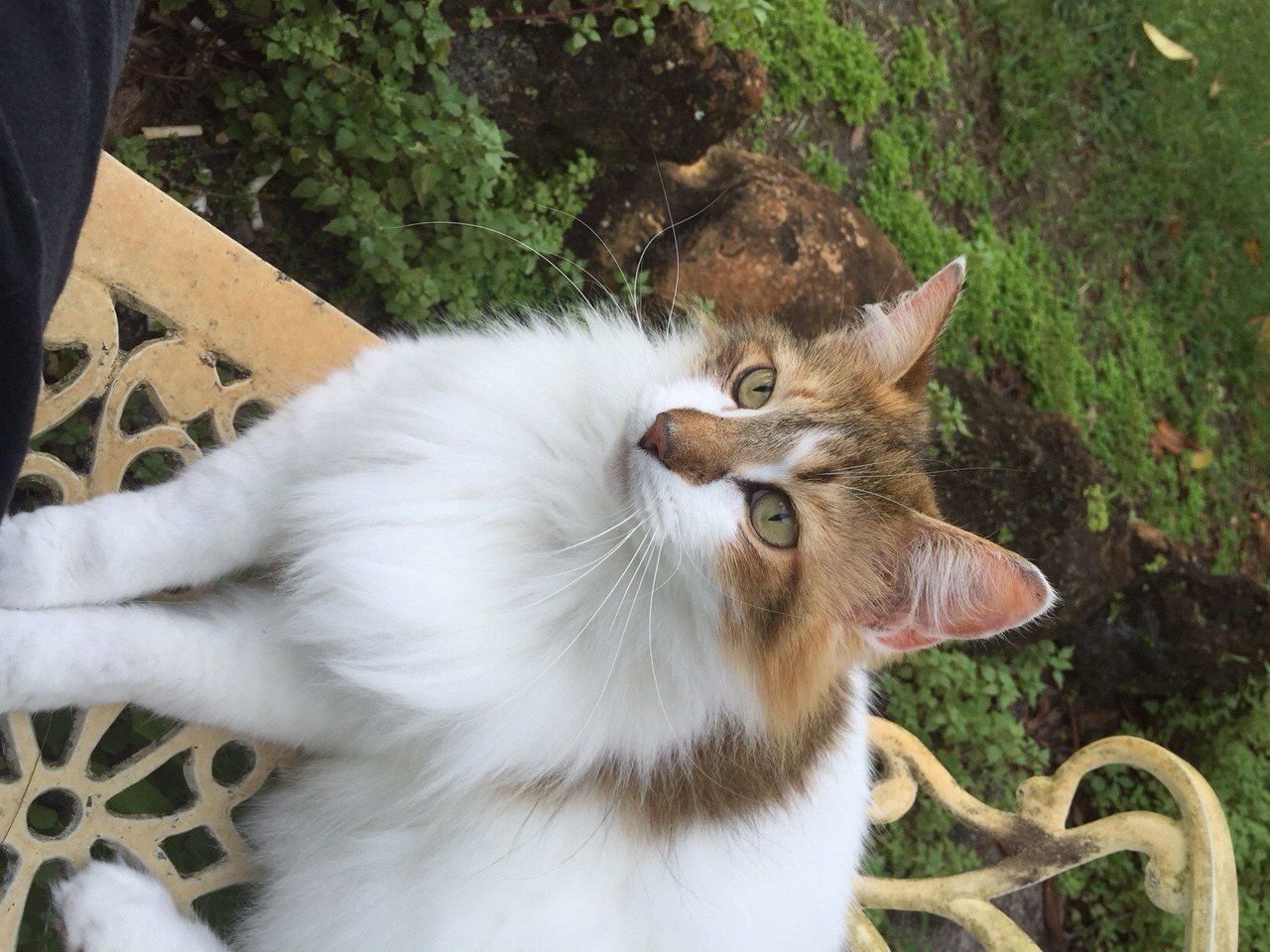 Scampi Loves Outside