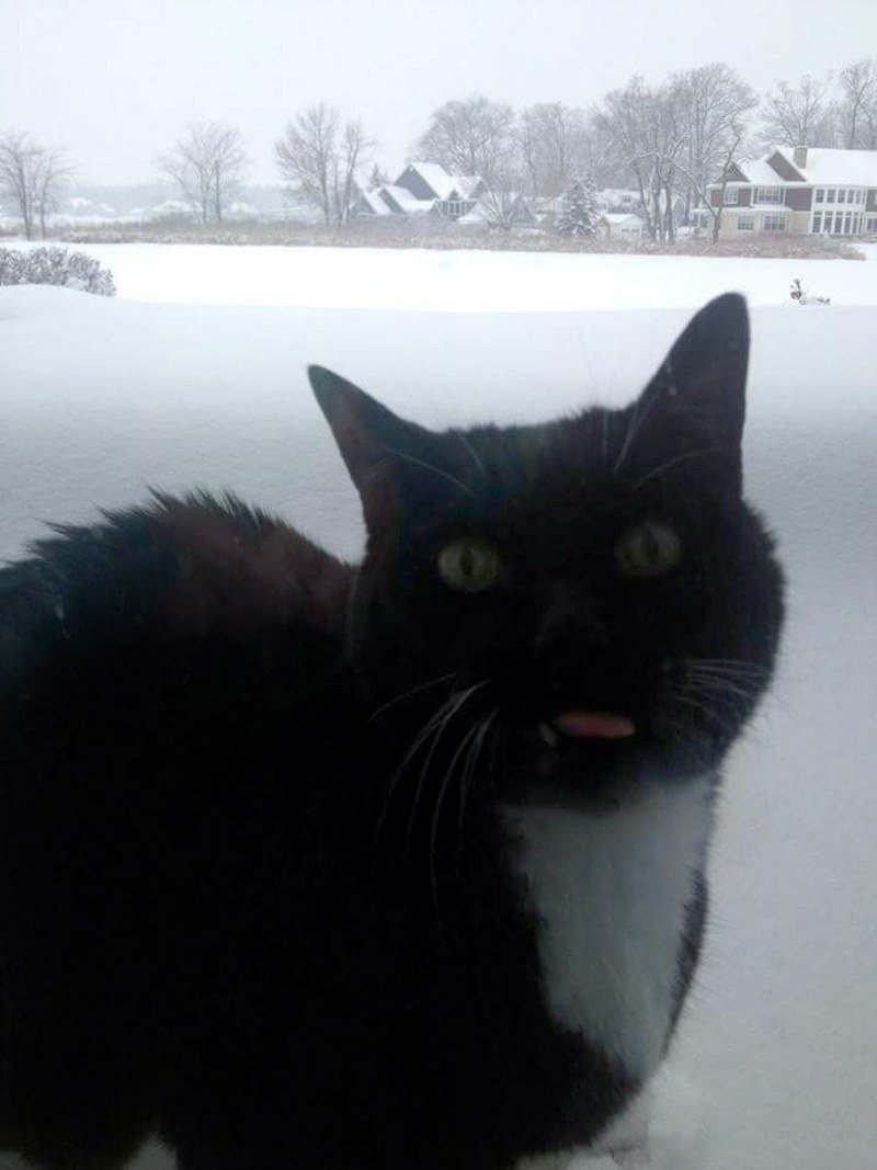 Brrrrrr Roland Say Brrrrrr