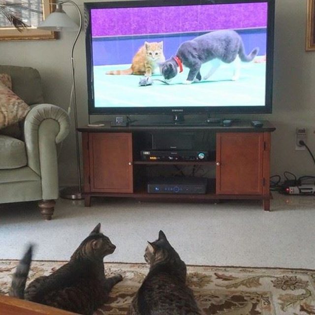 Discussing The Kitty Bowl