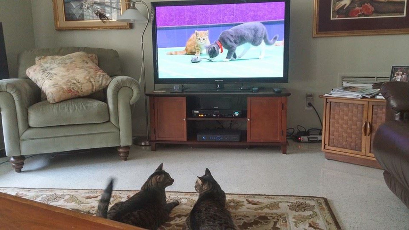 Discussing The Kitty Bowl
