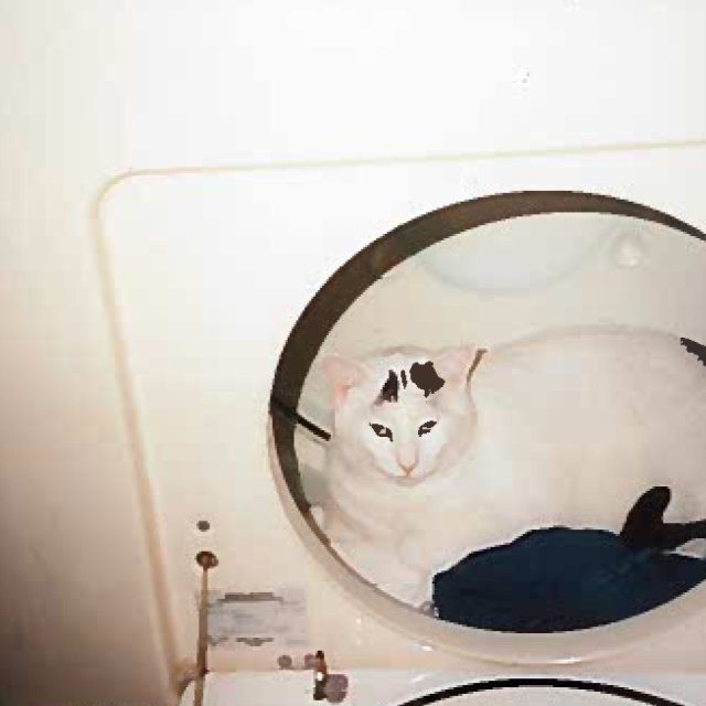 Perrrrfect Spot