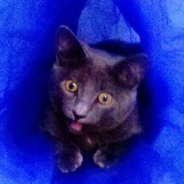 Brady Loves His Play Tunnel