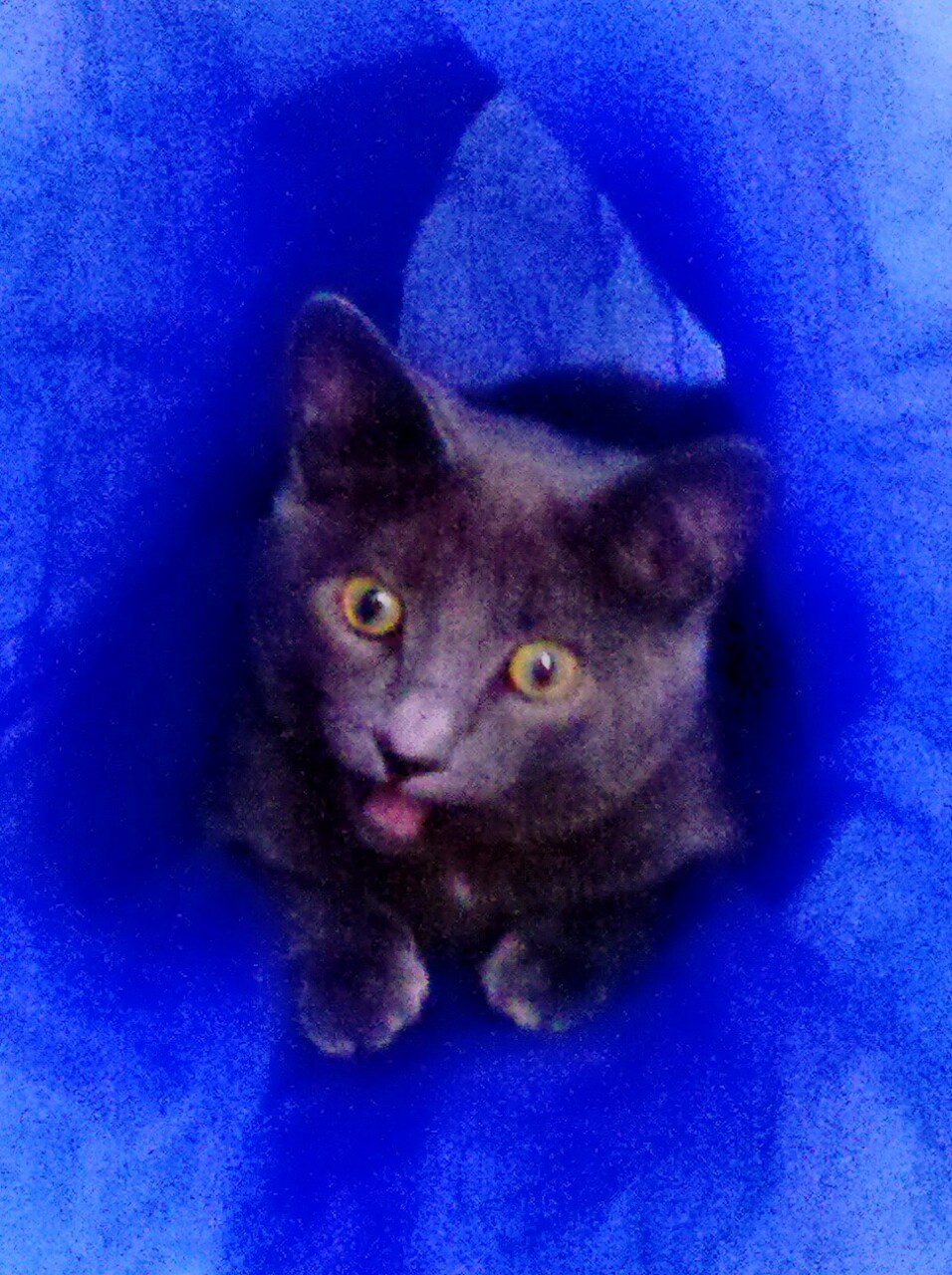 Brady Loves His Play Tunnel