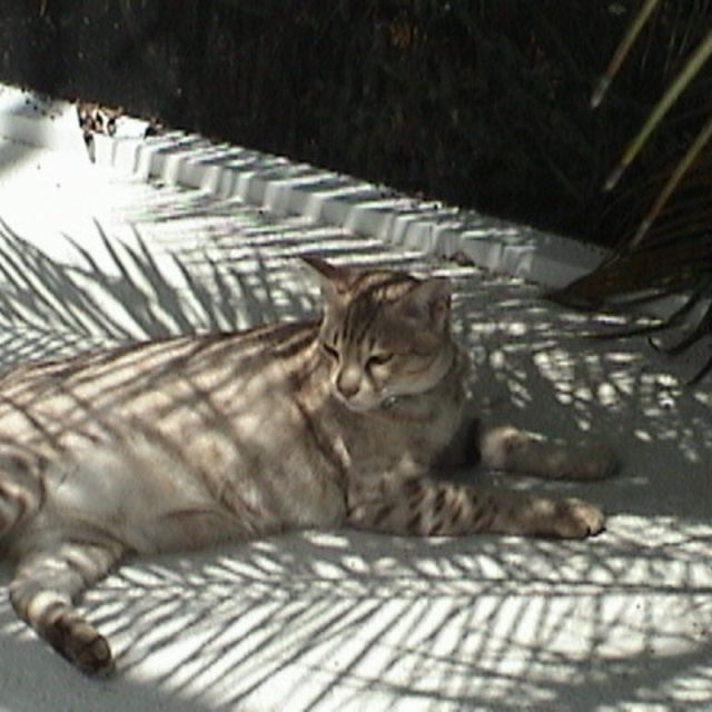 Ossy The Ocicat