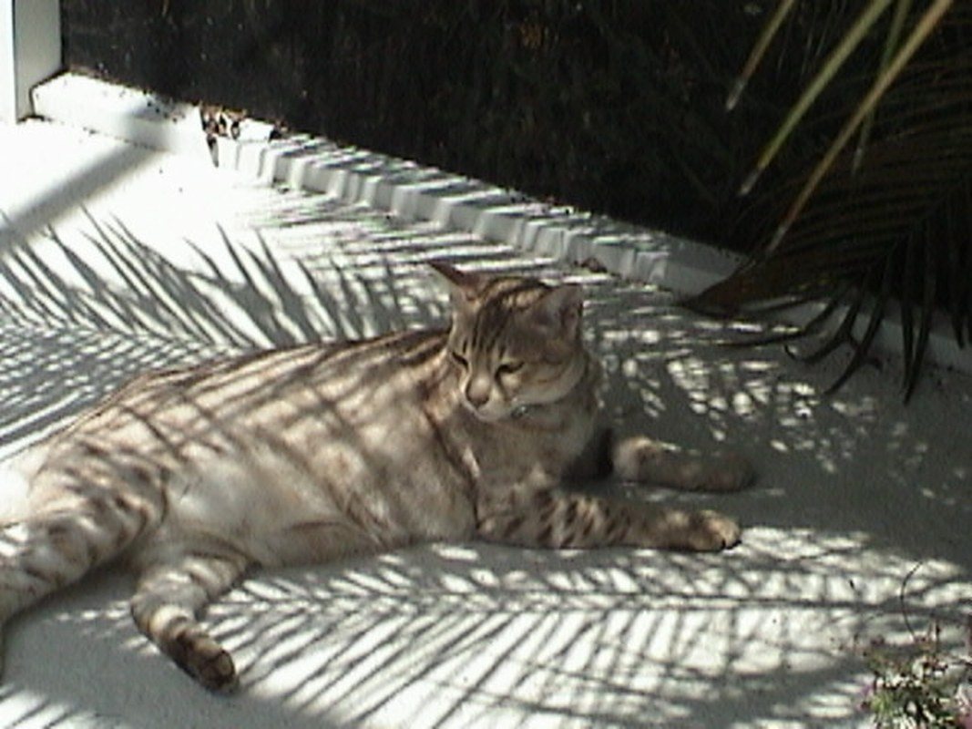 Ossy The Ocicat