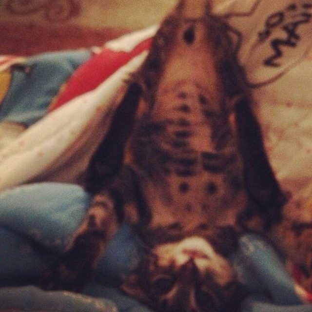 Bowie Trying To Get My Attention..it Worked