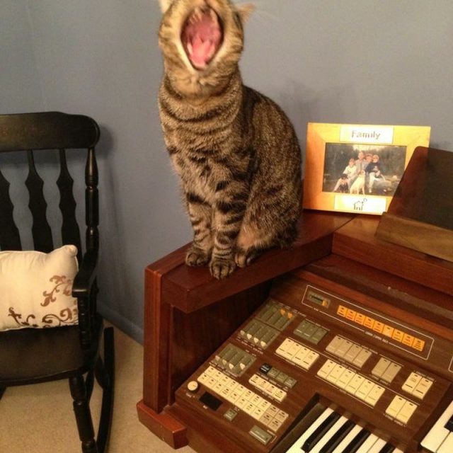 Ziggy Sings "mama Told Me Not To Come!"