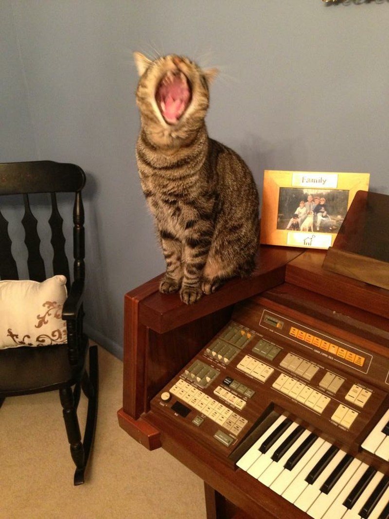 Ziggy Sings "mama Told Me Not To Come!"