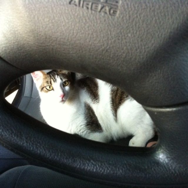 BooBoo In The Car