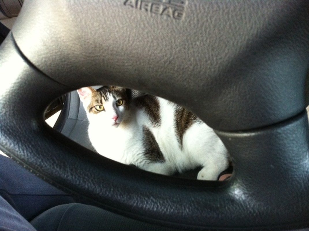 BooBoo In The Car