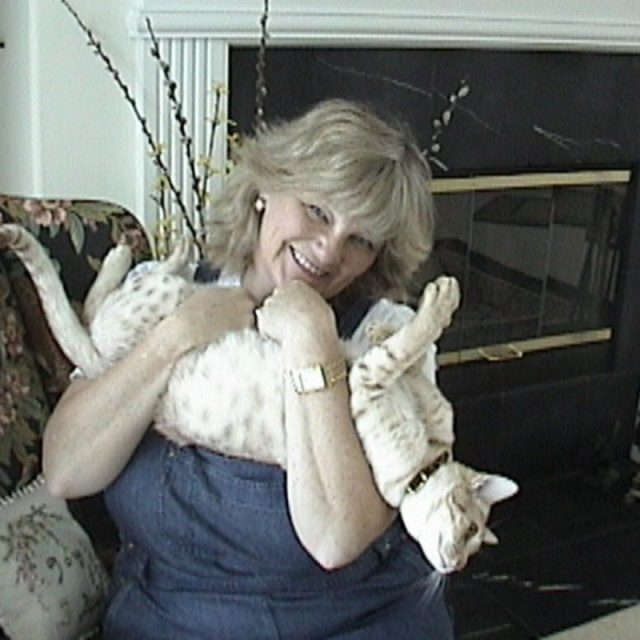 Momma's Baby Ocicat.