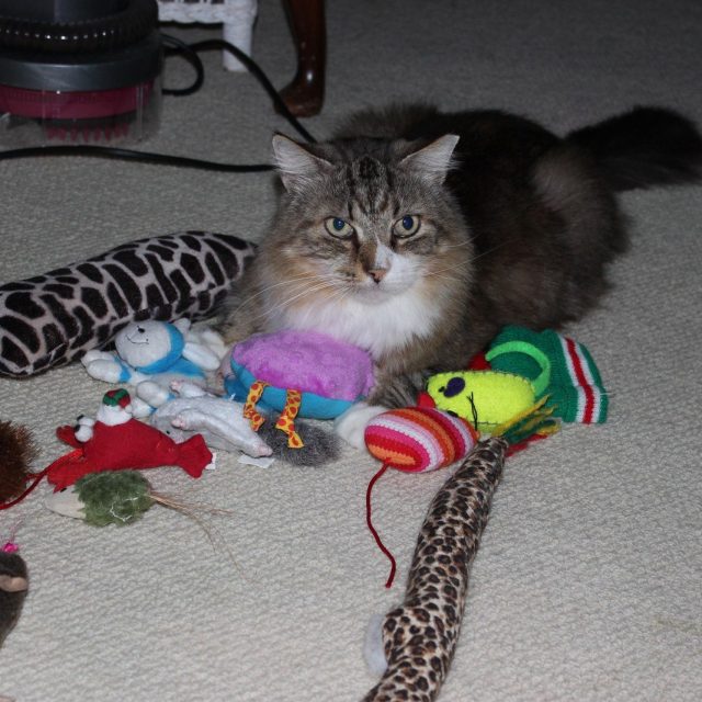 BigOscar, Curator Of The Toys