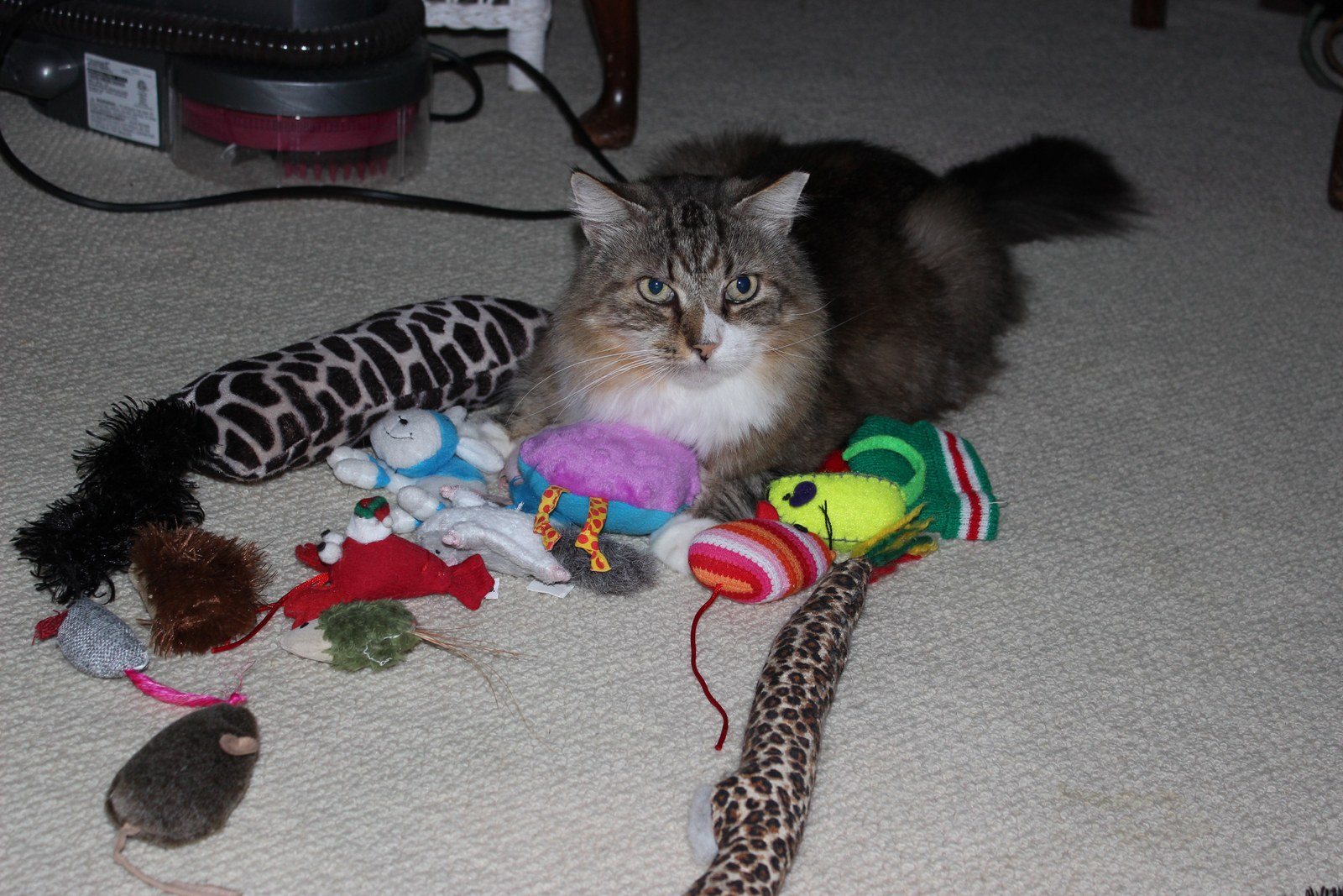 BigOscar, Curator Of The Toys