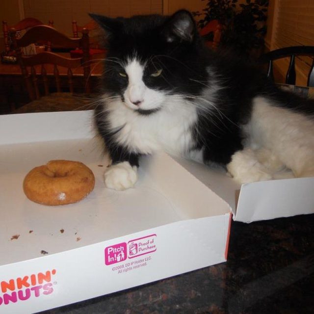 "I Can Do It, Just One...more...donut"