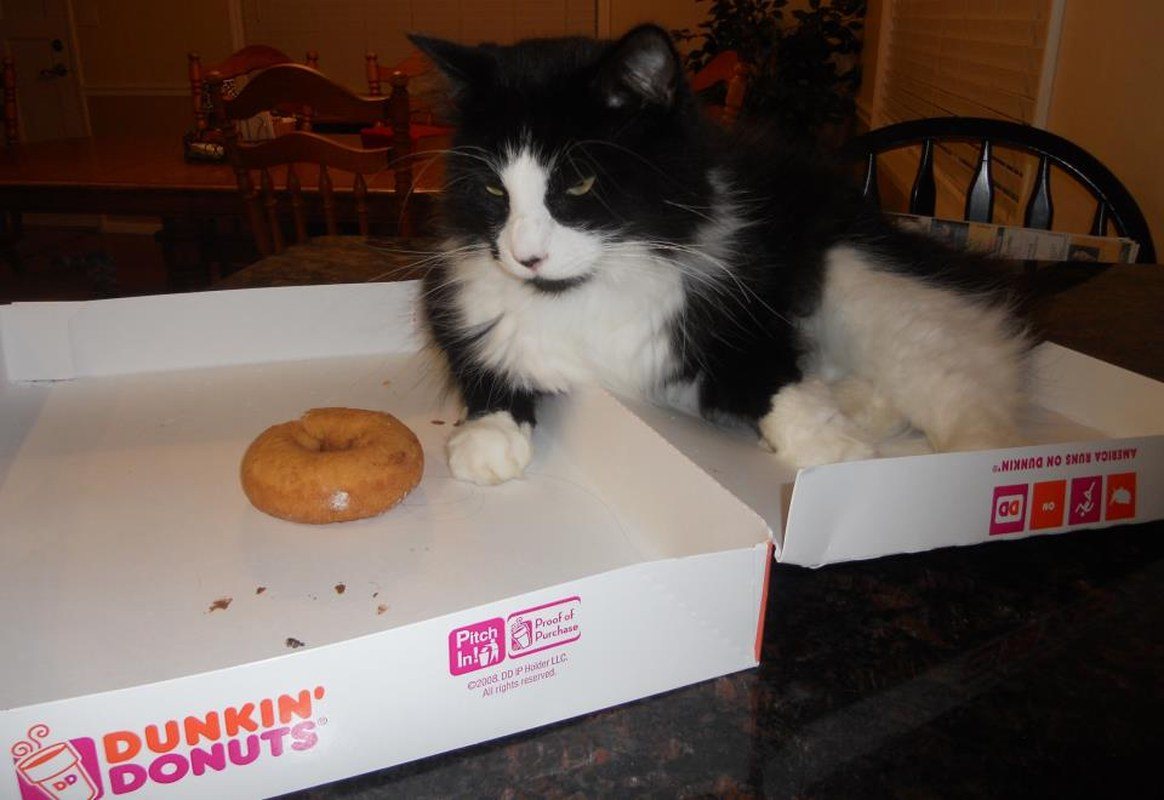 "I Can Do It, Just One...more...donut"