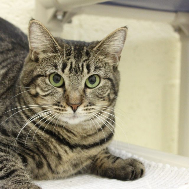Meet Anna, Available For Adoption At The Humane Society Of Vero Beach And Indian