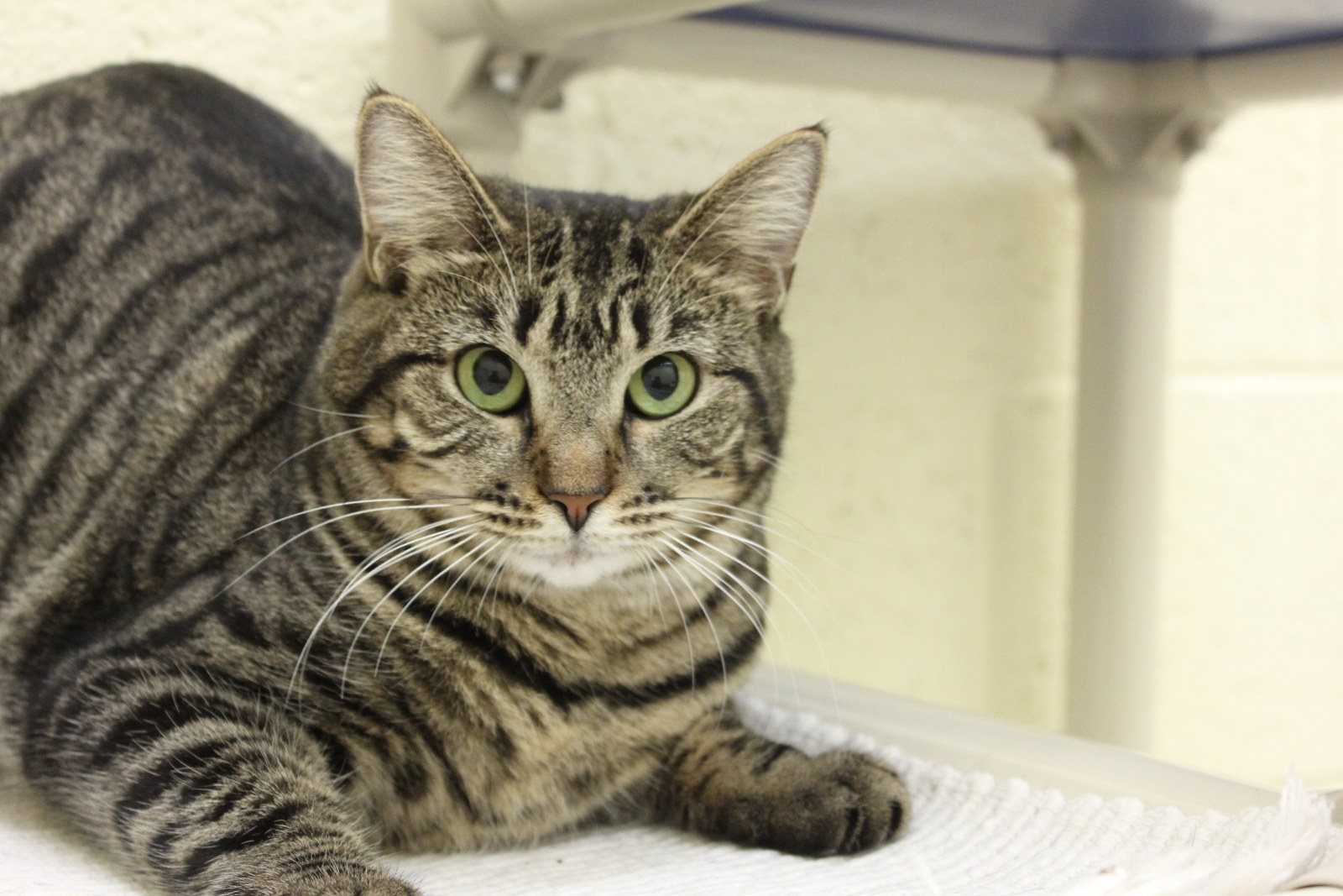 Meet Anna, Available For Adoption At The Humane Society Of Vero Beach And Indian