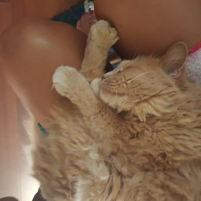 Lap Cat.