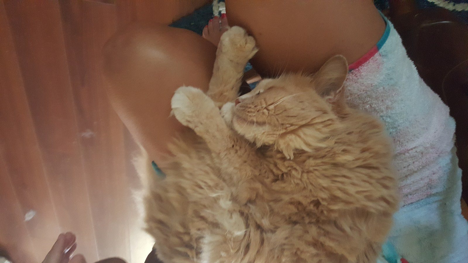 Lap Cat.