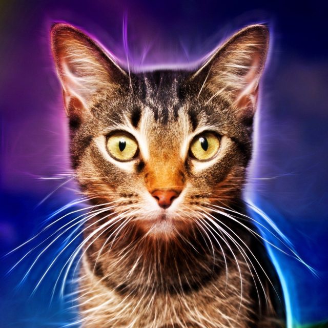 Eletricat!