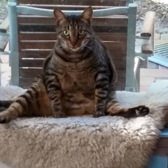 Yoga Pose
