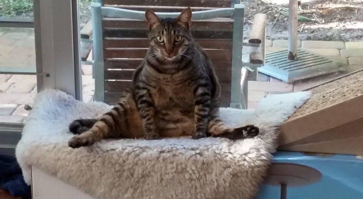 Yoga Pose
