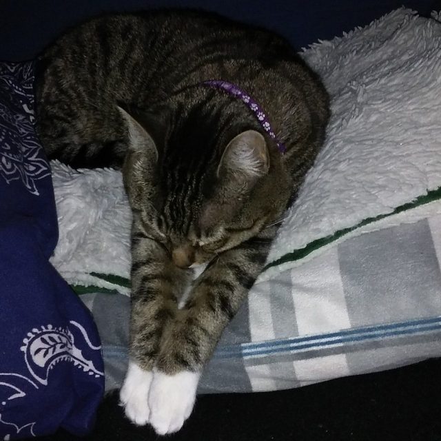 Khaleesi Sleeping So Precious