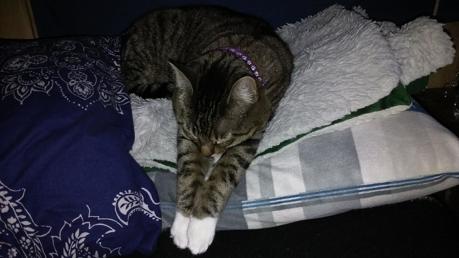 Khaleesi Sleeping So Precious