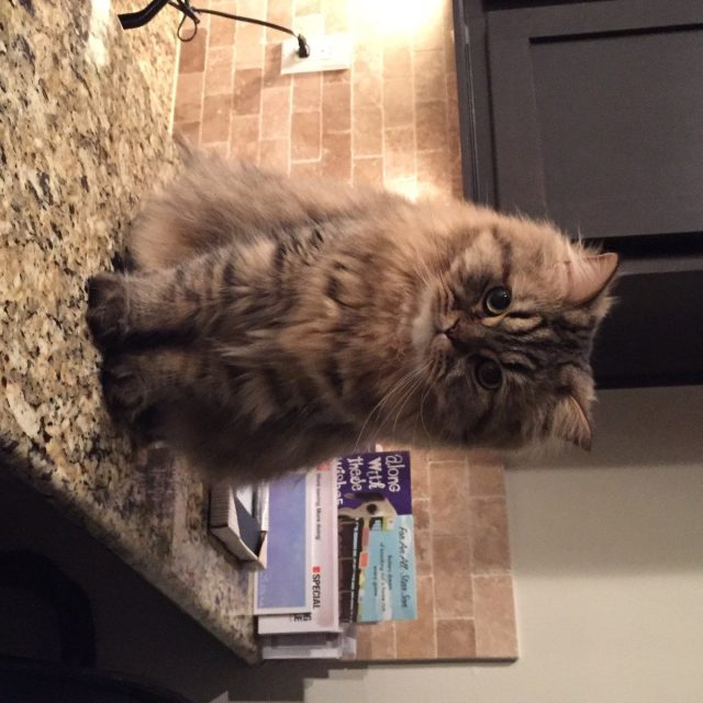 Hi My Name Is Gizmo And I Love Making New Friends :-)