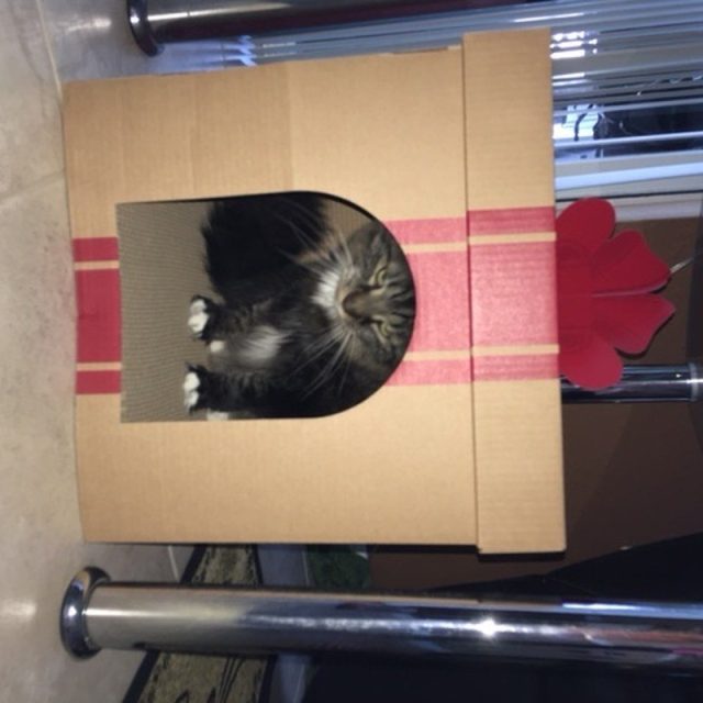 Neko In A Box