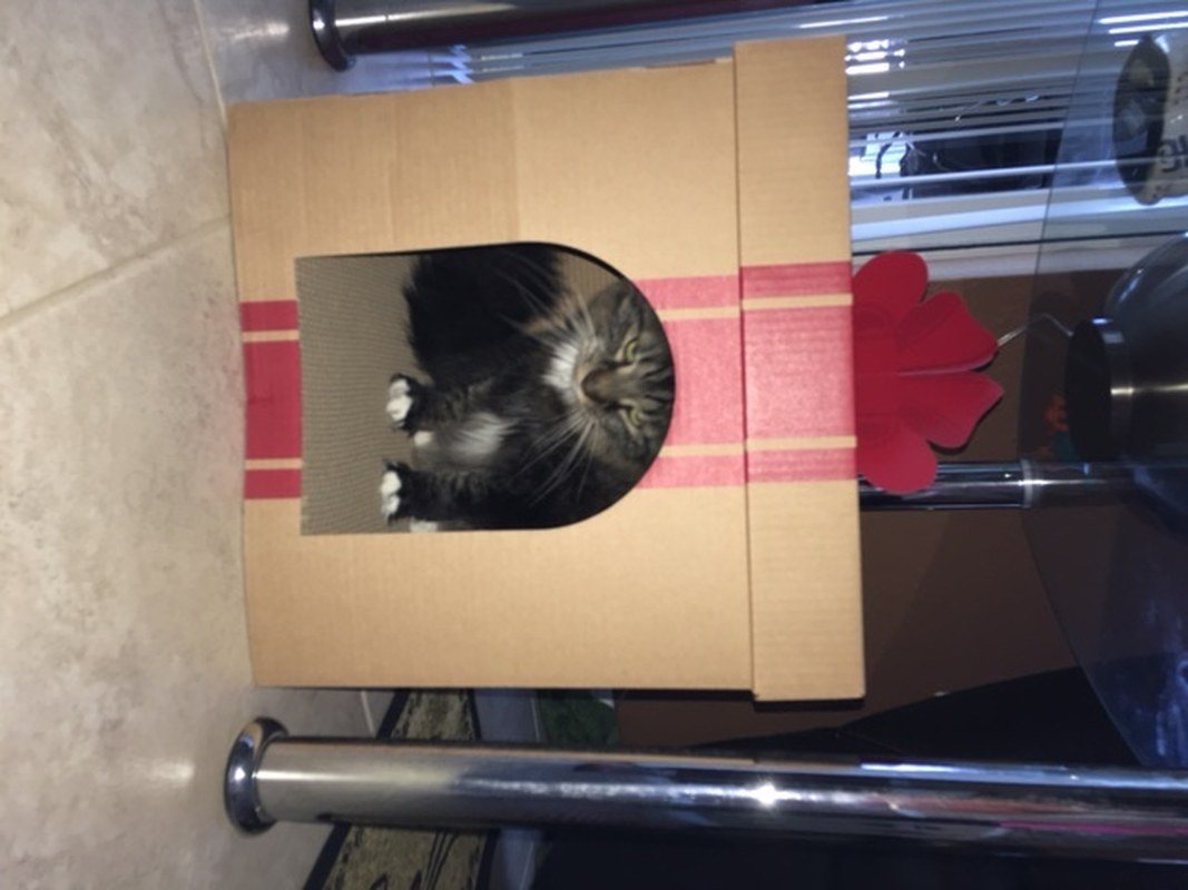 Neko In A Box