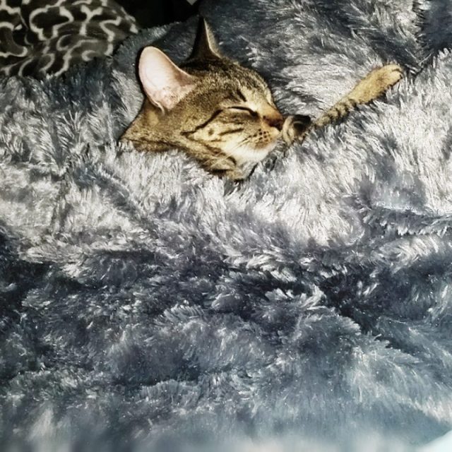Soft, Kitty, Warm Kitty, Little Ball Of Fur. Happy Kitty Sleepy Kitty Purr Purr 