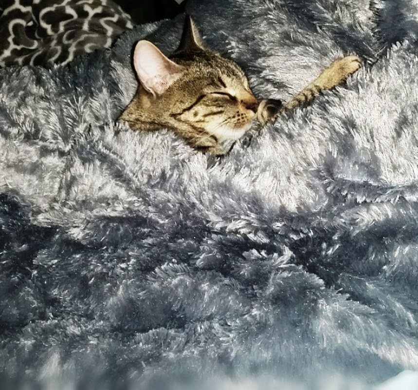 Soft, Kitty, Warm Kitty, Little Ball Of Fur. Happy Kitty Sleepy Kitty Purr Purr 