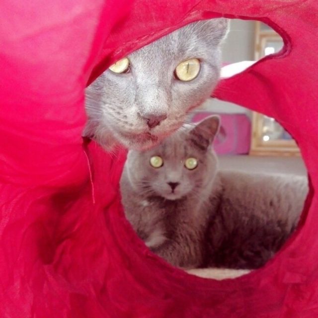 Photobombing Furbabies