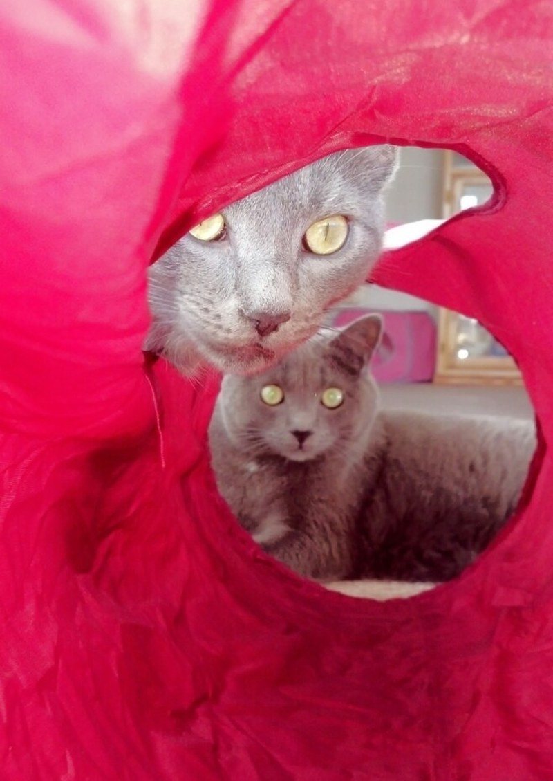 Photobombing Furbabies