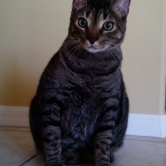 Handsome