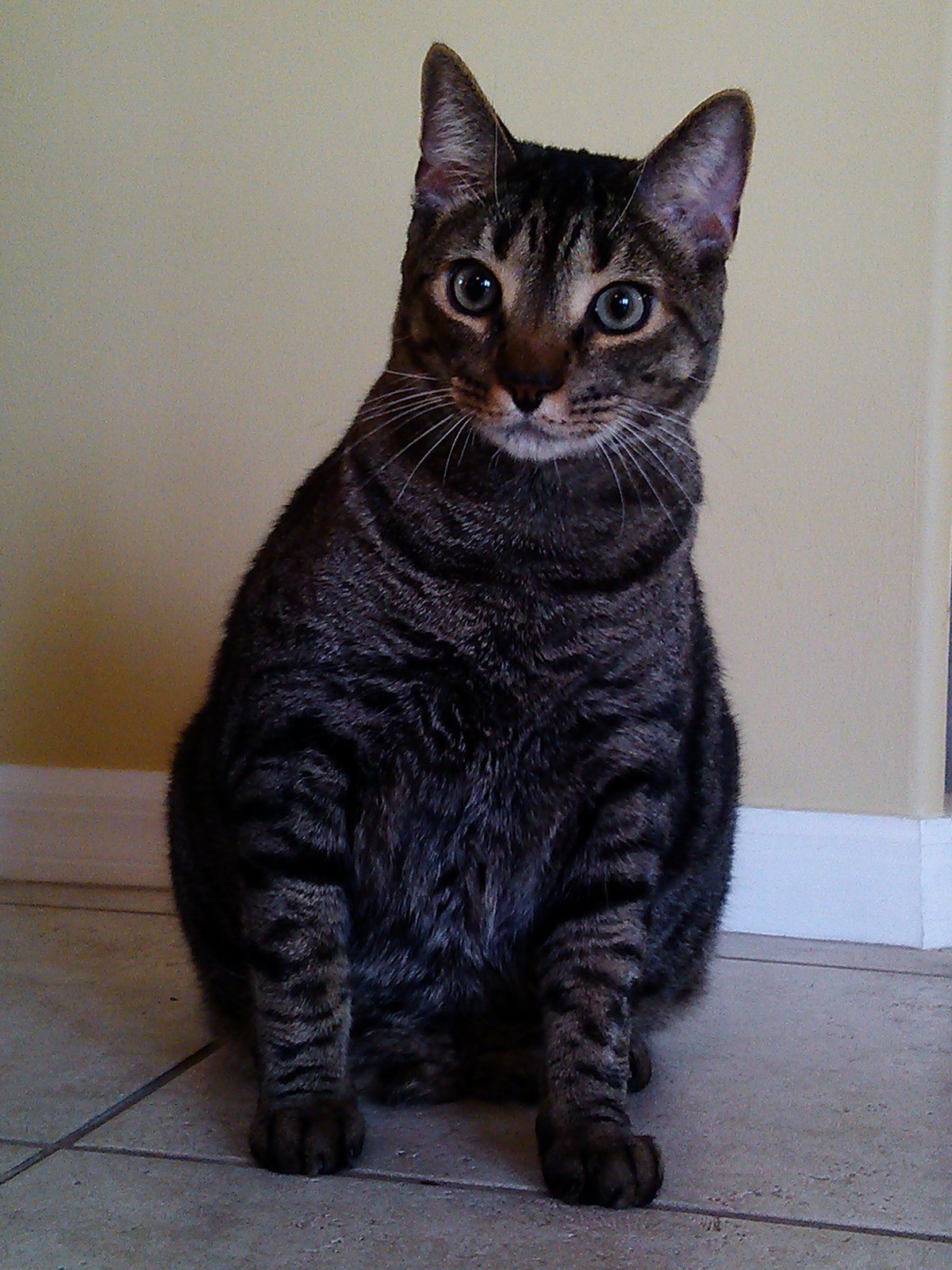 Handsome