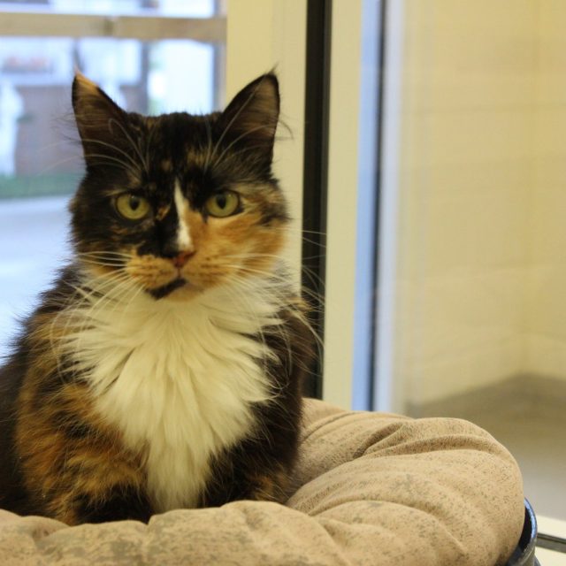 Meet Kiki, Available For Adoption At The Humane Society Of Vero Beach And Indian