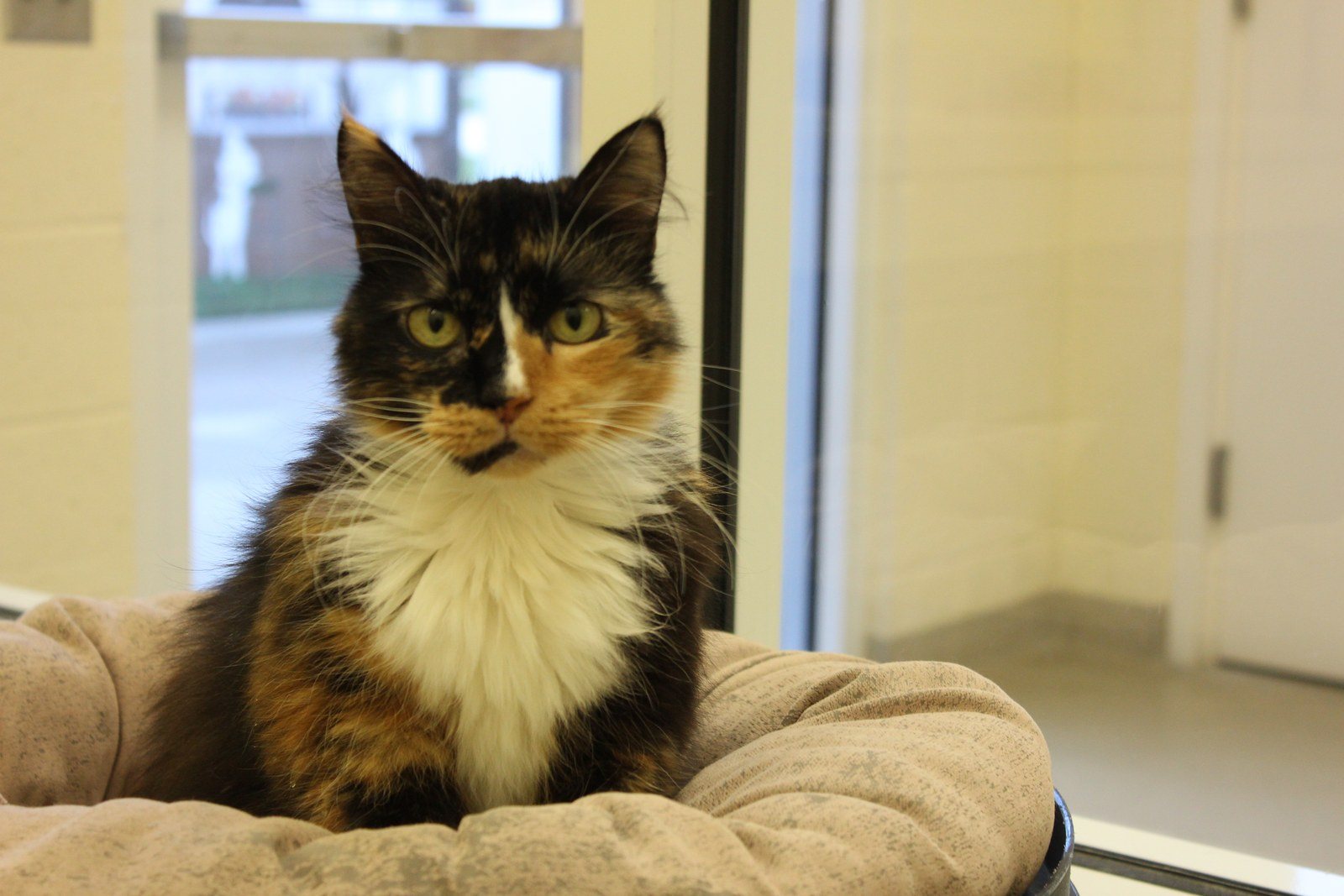 Meet Kiki, Available For Adoption At The Humane Society Of Vero Beach And Indian