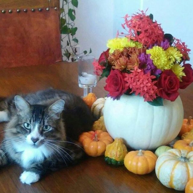 Little Pumpkin