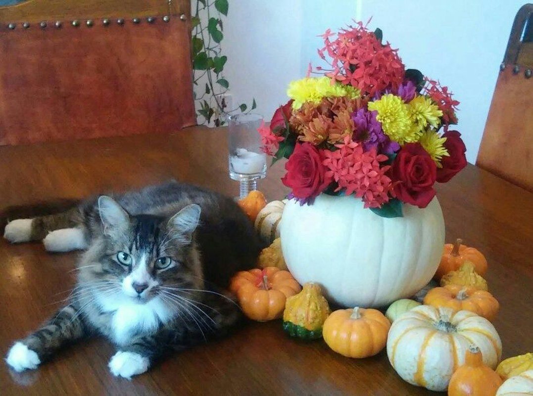 Little Pumpkin