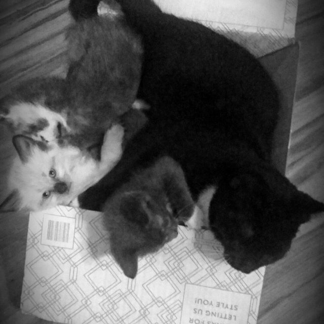 Not Enough Box For 4 Kitties!