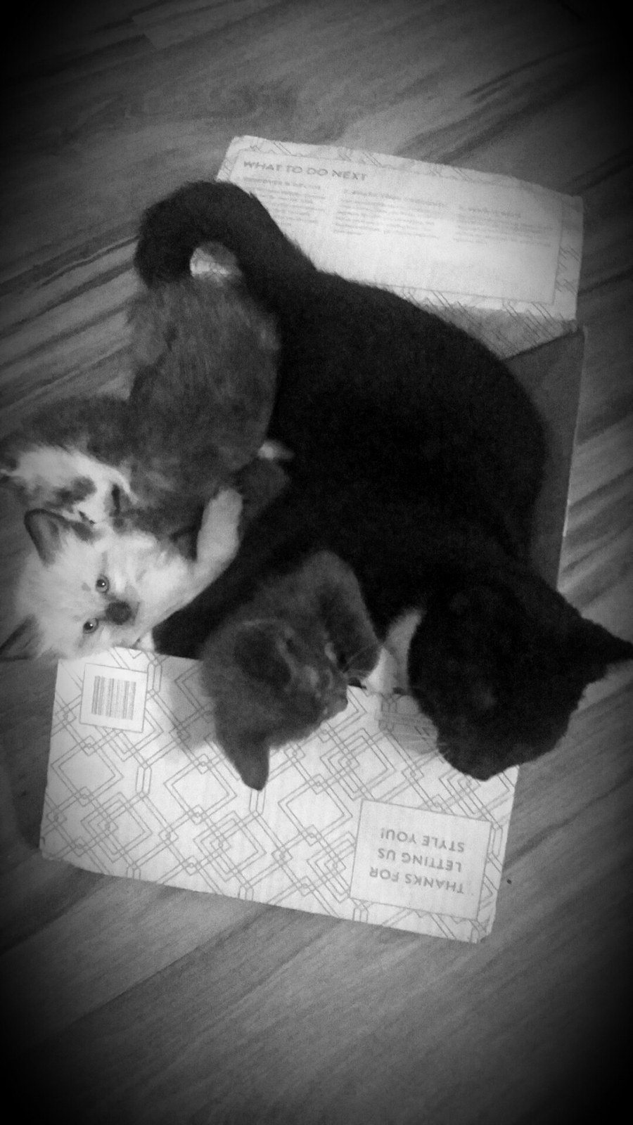 Not Enough Box For 4 Kitties!