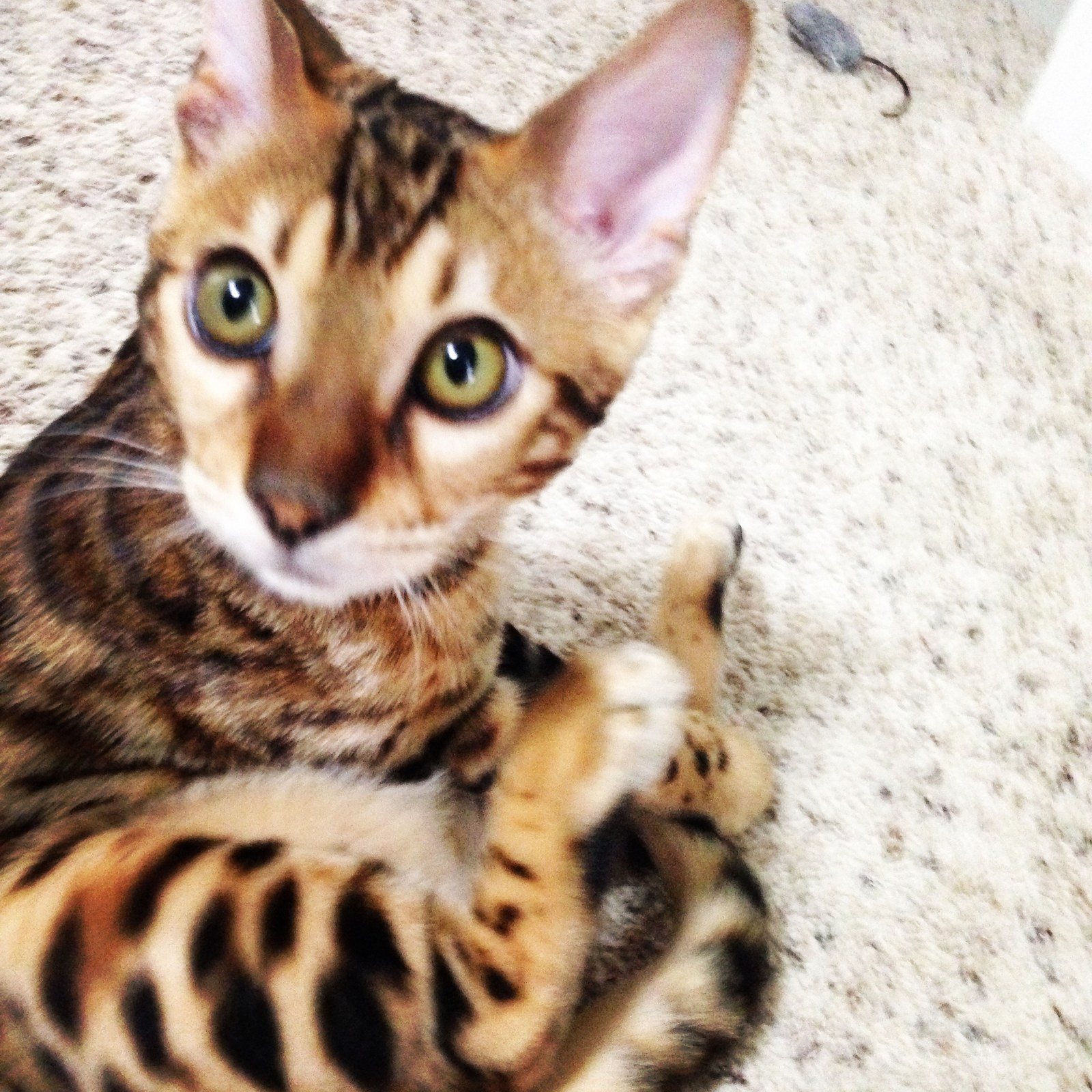 "Oh.hello" -cat Nephew, Leo