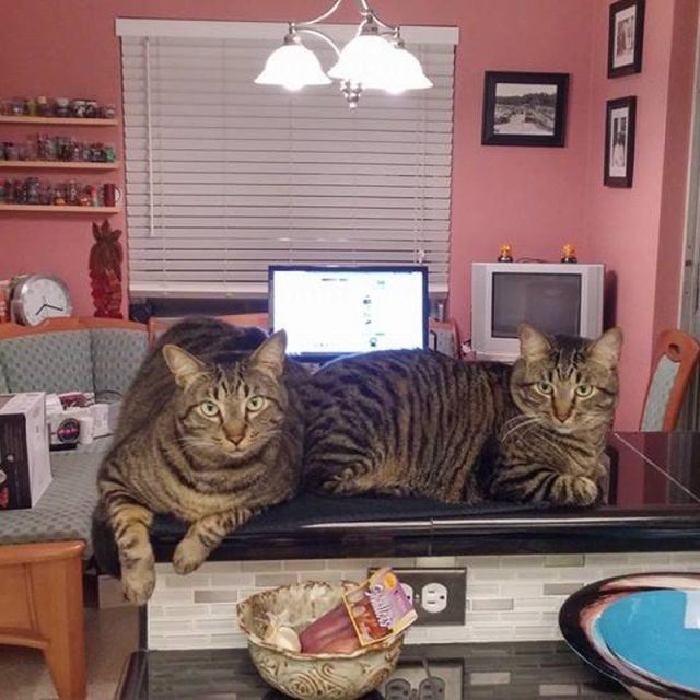 The Kitty Bar