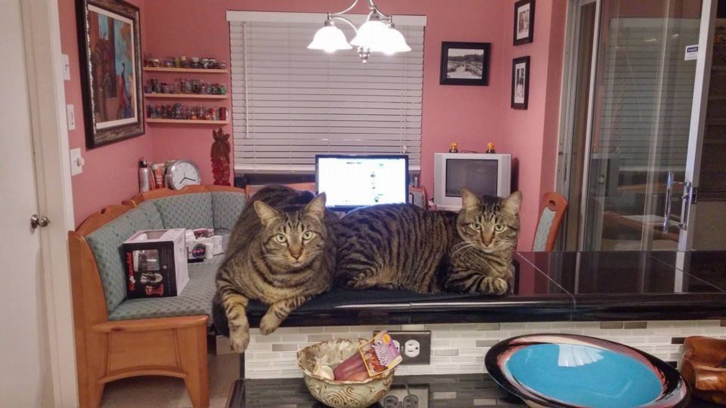 The Kitty Bar