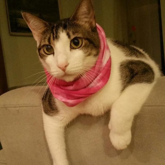 BooBoo In His Scarf