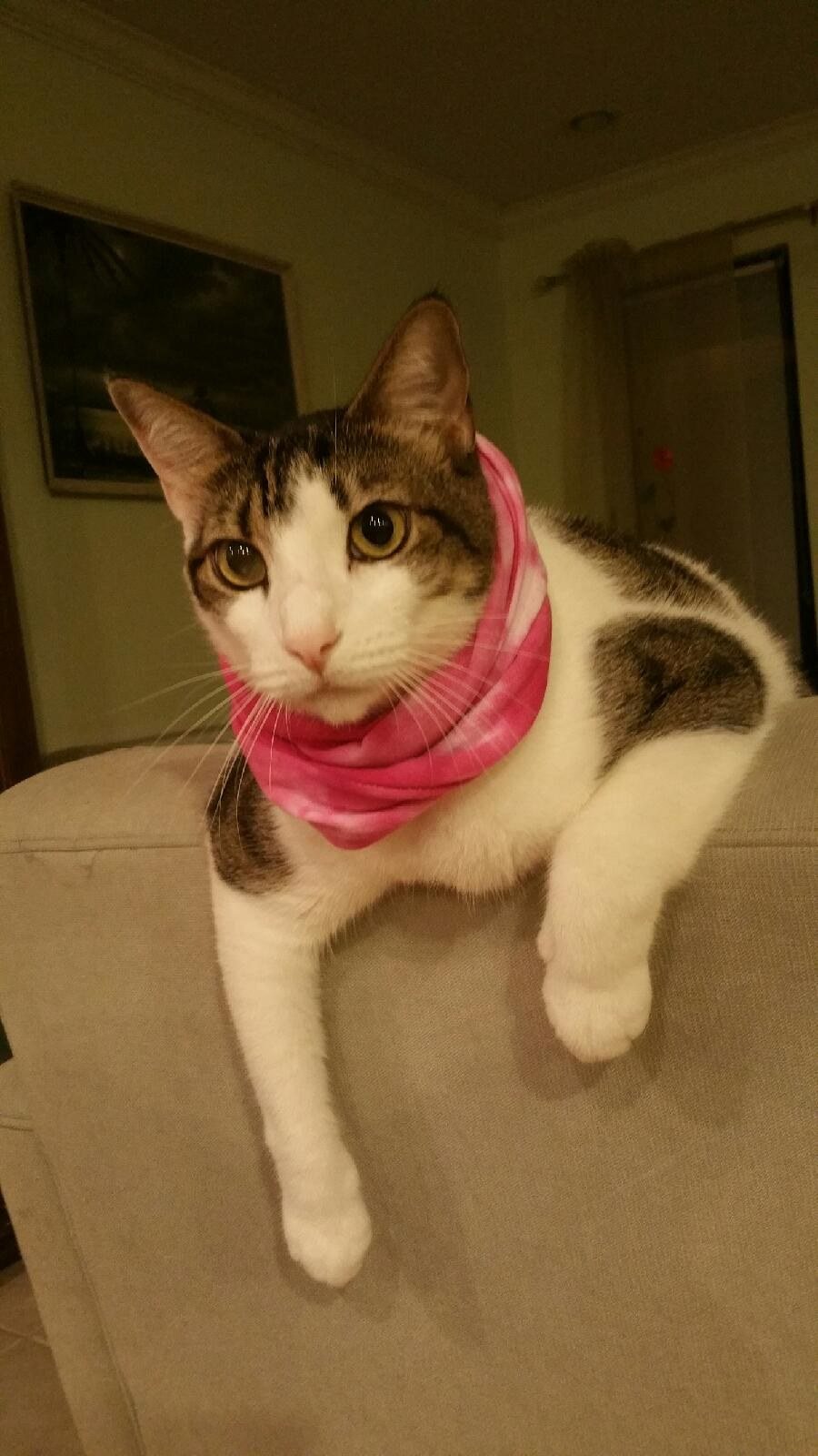 BooBoo In His Scarf